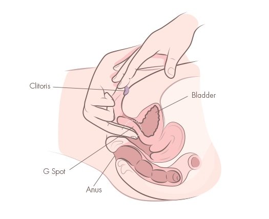 g spot clitoris masturbation cross section