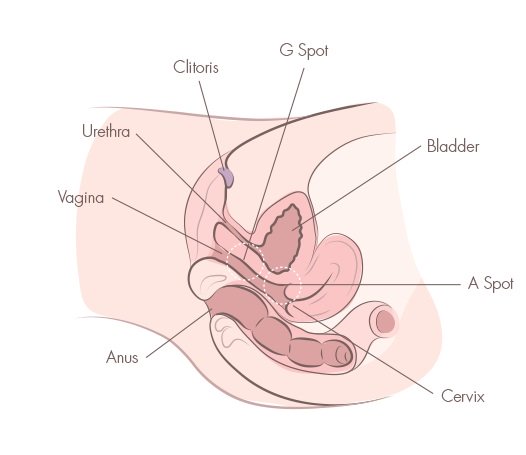 g spot cross section